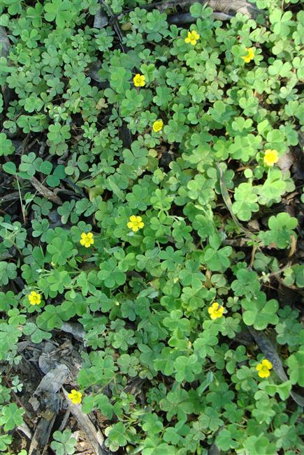 Oxalis corniculata